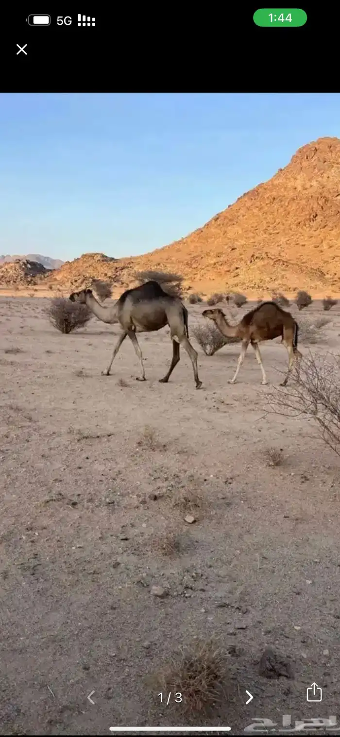 خلفه بكر تحتها حاشي 0