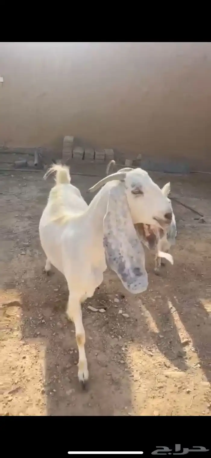 للبيع معزا مشاريك طيبه 1