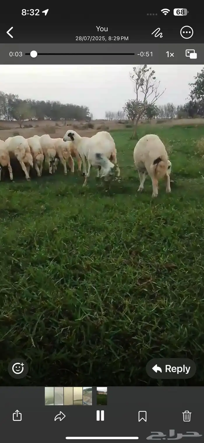 طليان 2
