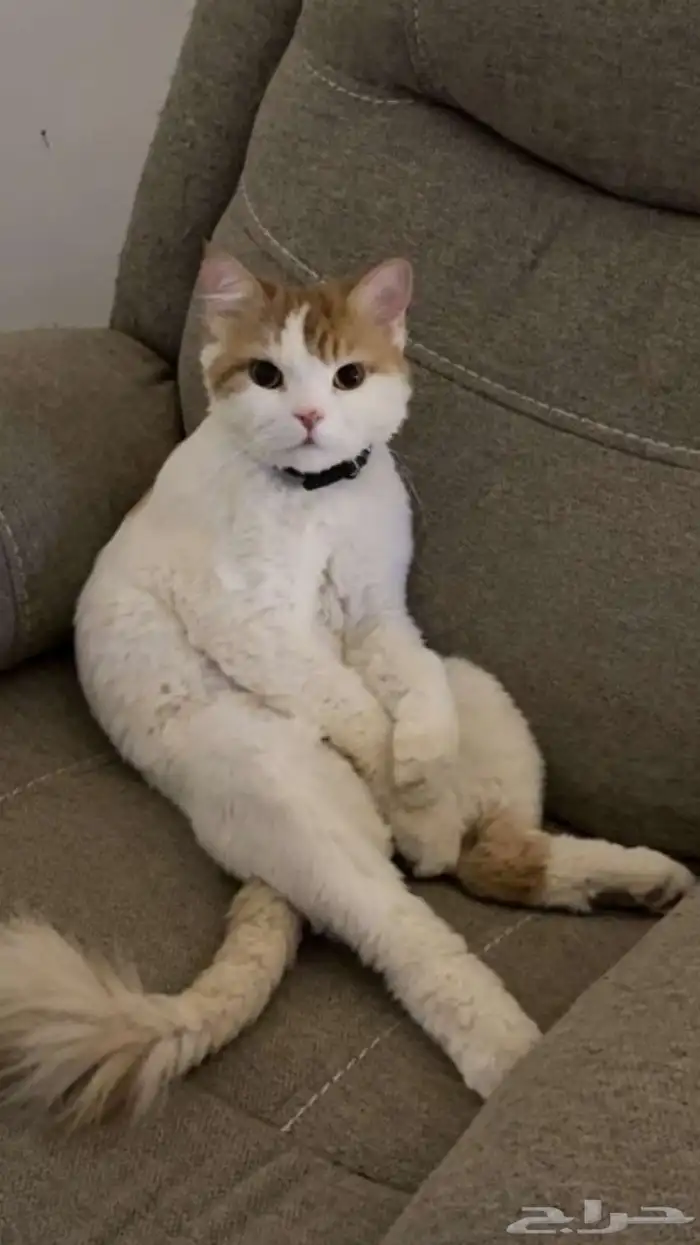 قط للتبني 2