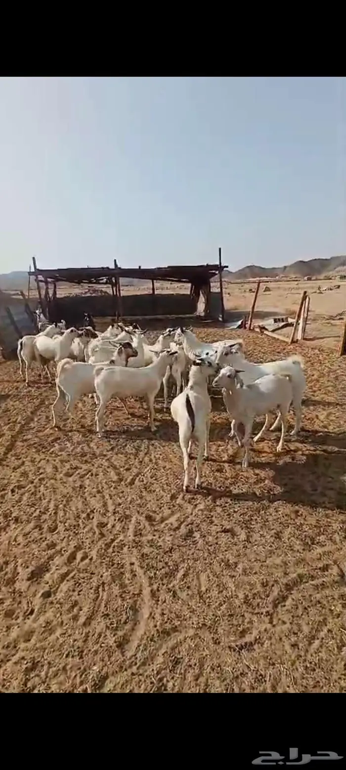 تيوس.. وجفار وطليان ورخال 0