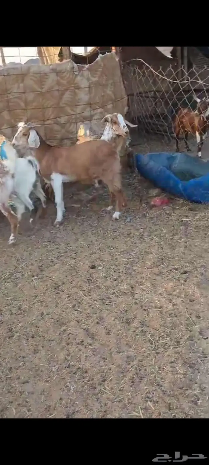 تيوس.. وجفار وطليان ورخال 1