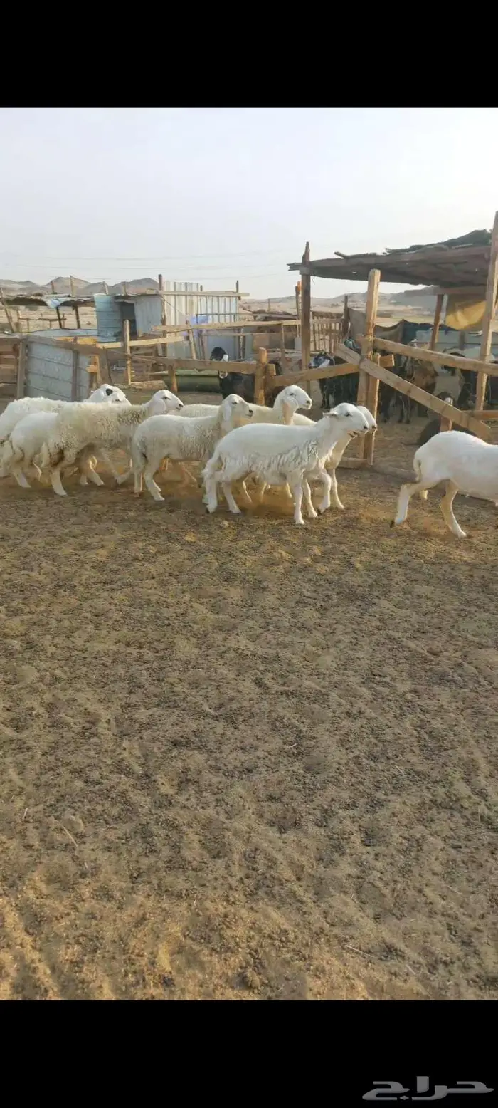 تيوس.. وجفار وطليان ورخال 2