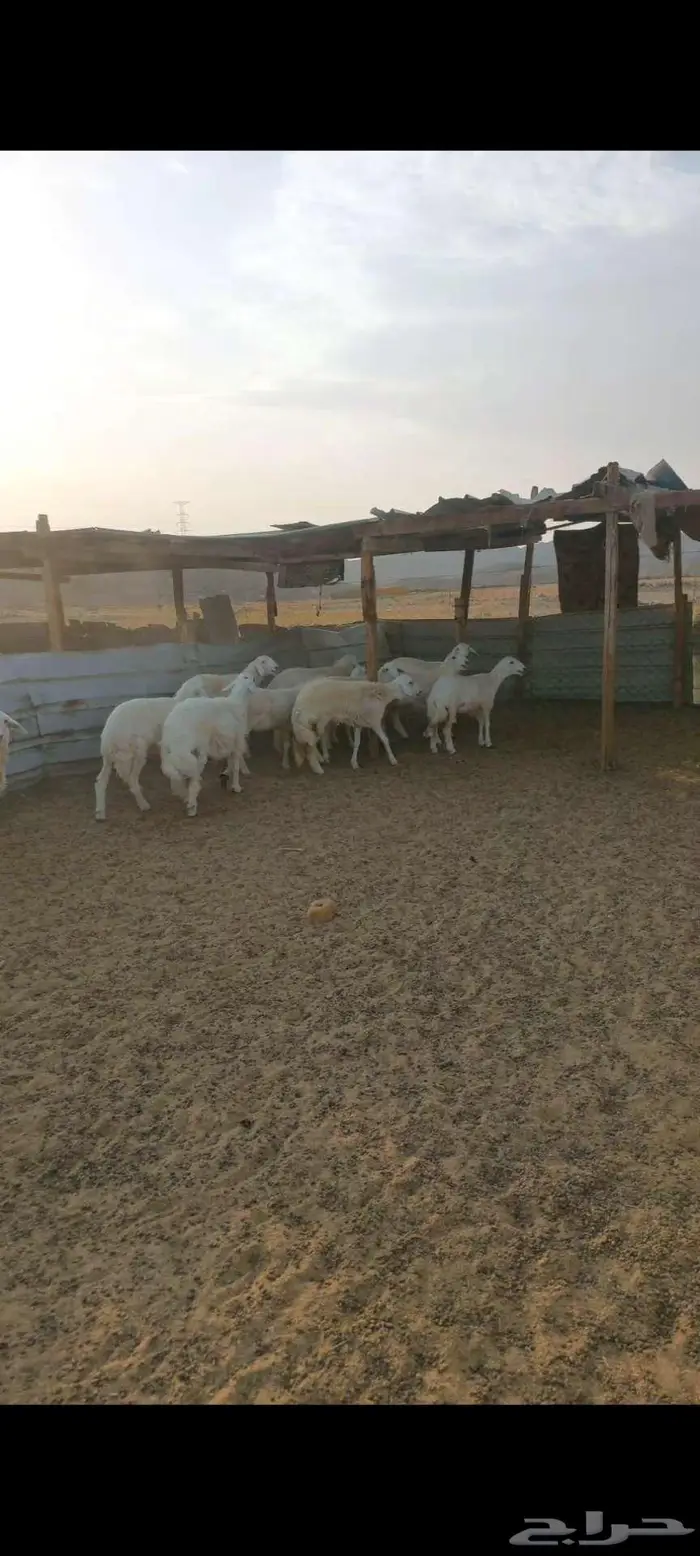 تيوس.. وجفار وطليان ورخال 4