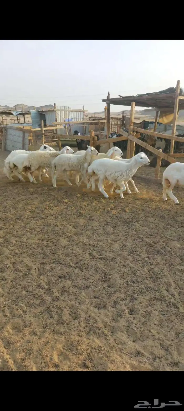 تيوس.. وجفار وطليان ورخال 3