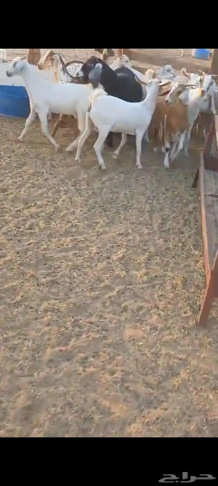 تيوس.. وجفار وطليان ورخال 9