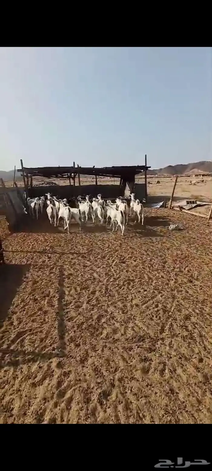 تيوس.. وجفار وطليان ورخال 10