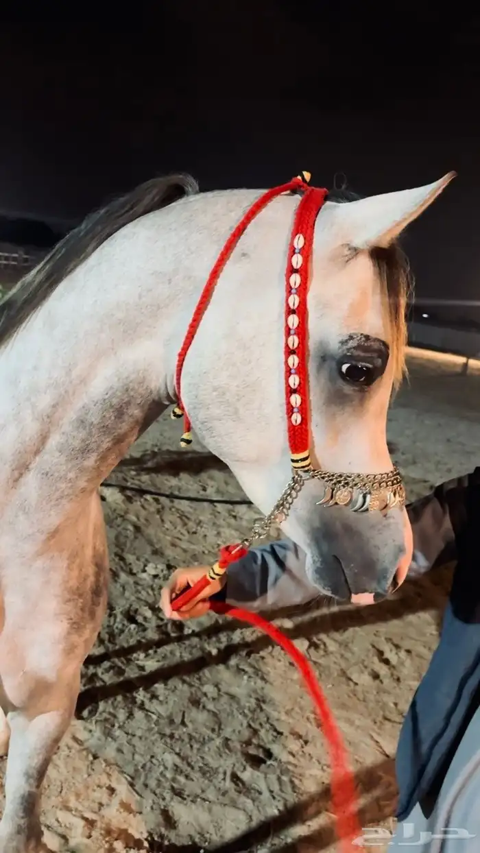 رشمة جمال صوف هلل مع مقود صوف 0