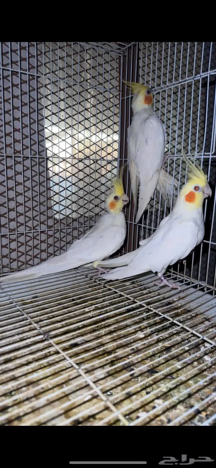 ثلاثه حبات كروان 0