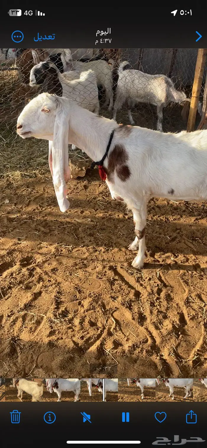 عنز هولنديه 1