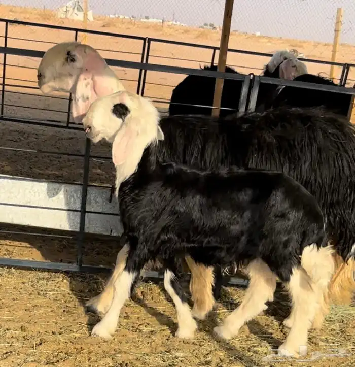 نجديه خصم تحتها طلي 4