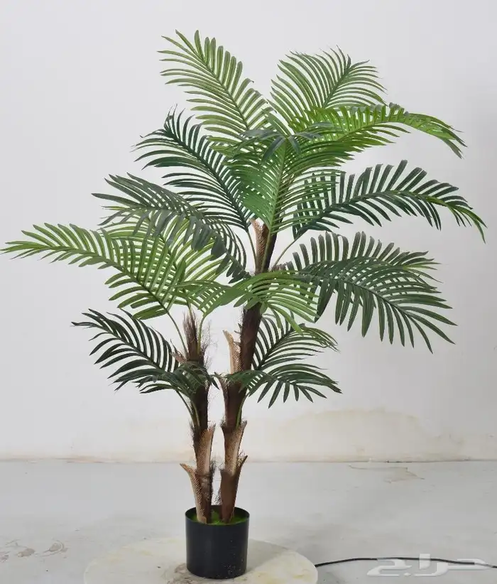 أشجار عرض اليوم الوطني 95 44