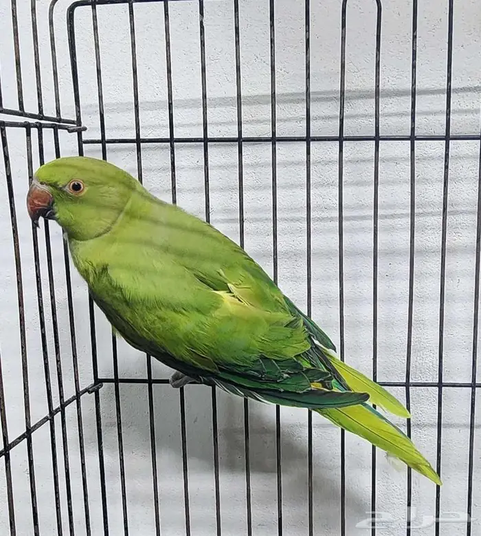 بغبغاء الدره 0