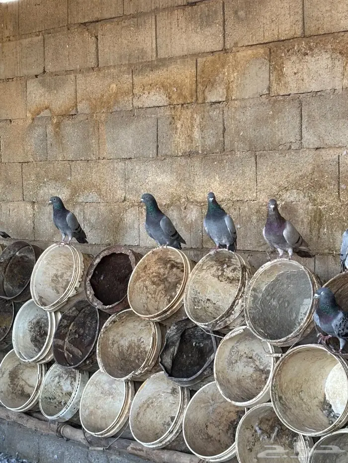 حمام فرنسي و زاجل للبيع 0