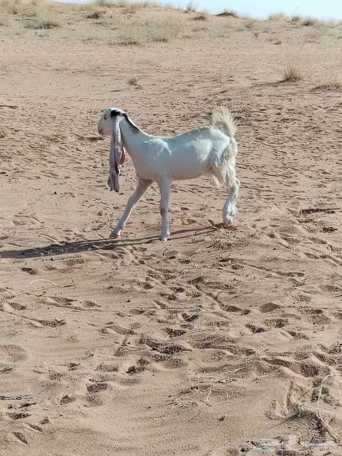 جفره طيبه للبيع 0
