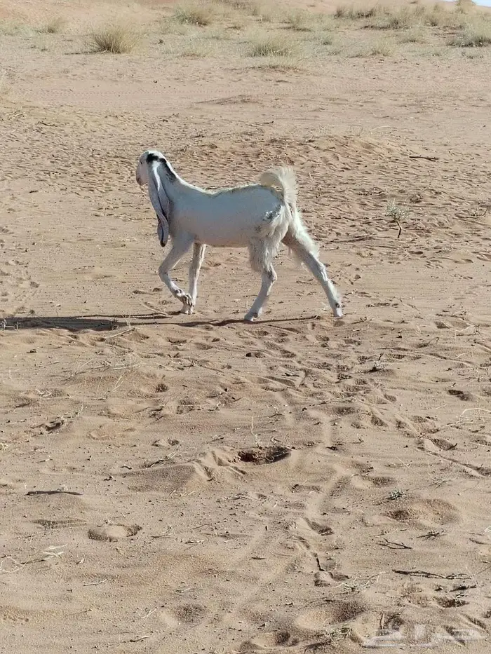 جفره طيبه للبيع 1
