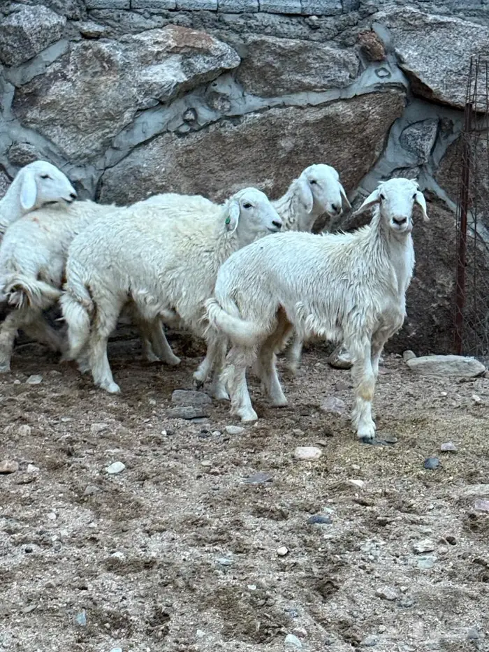 طليان ورخال 1
