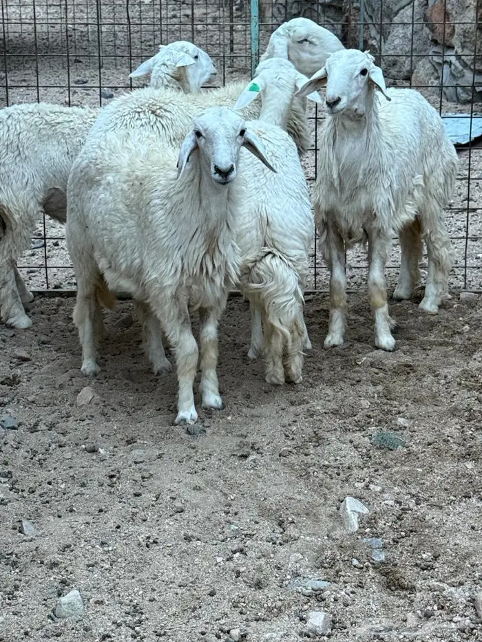 طليان ورخال 4