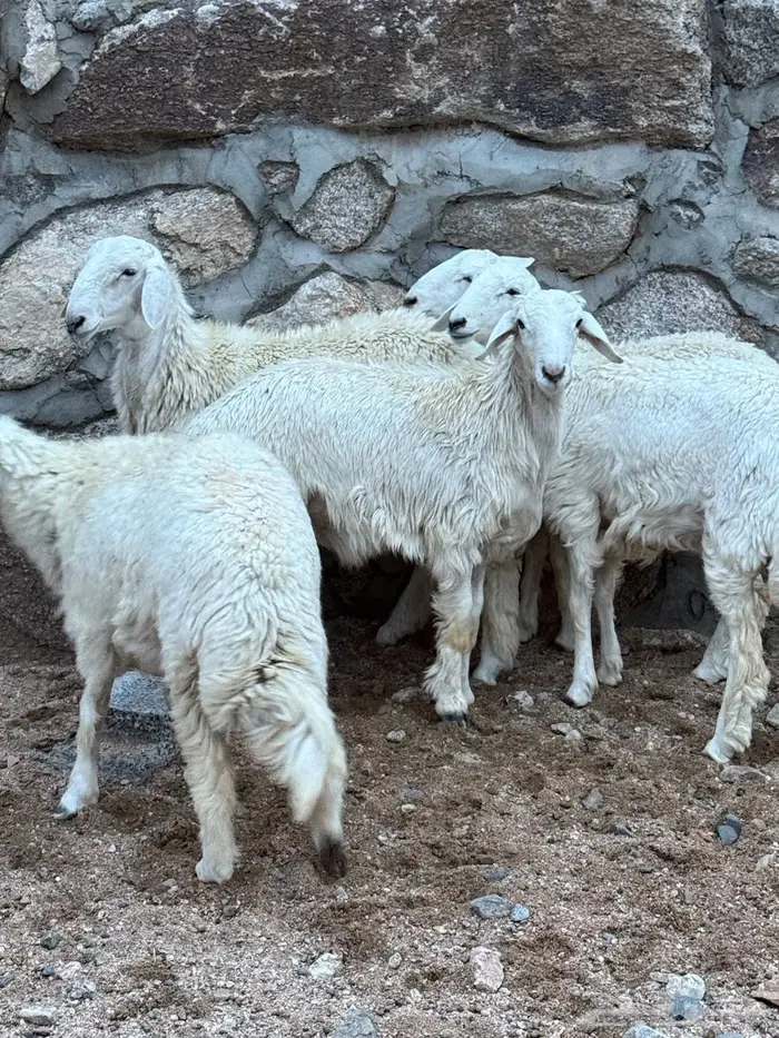 طليان ورخال 3