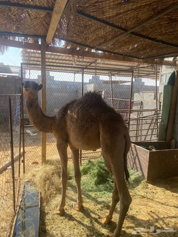 قعود للبيع 2