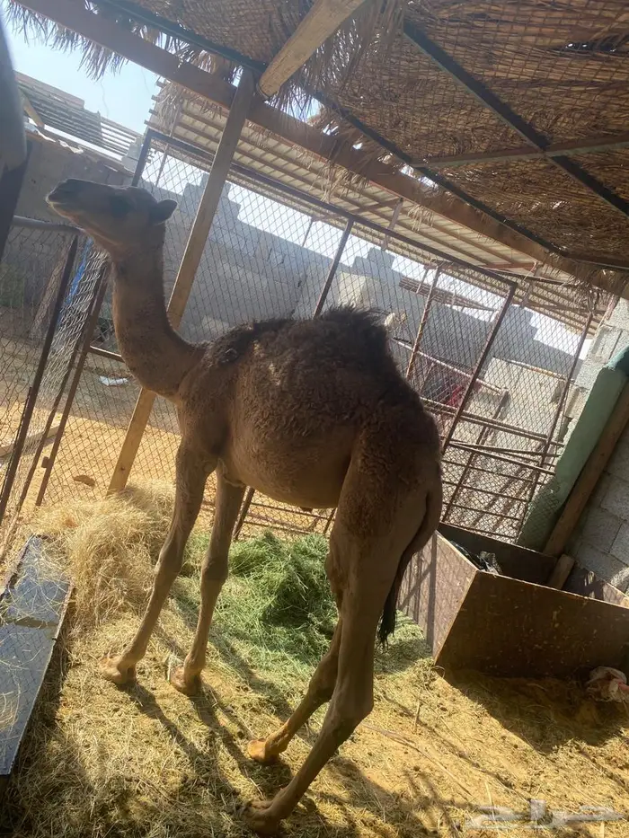 قعود للبيع 0