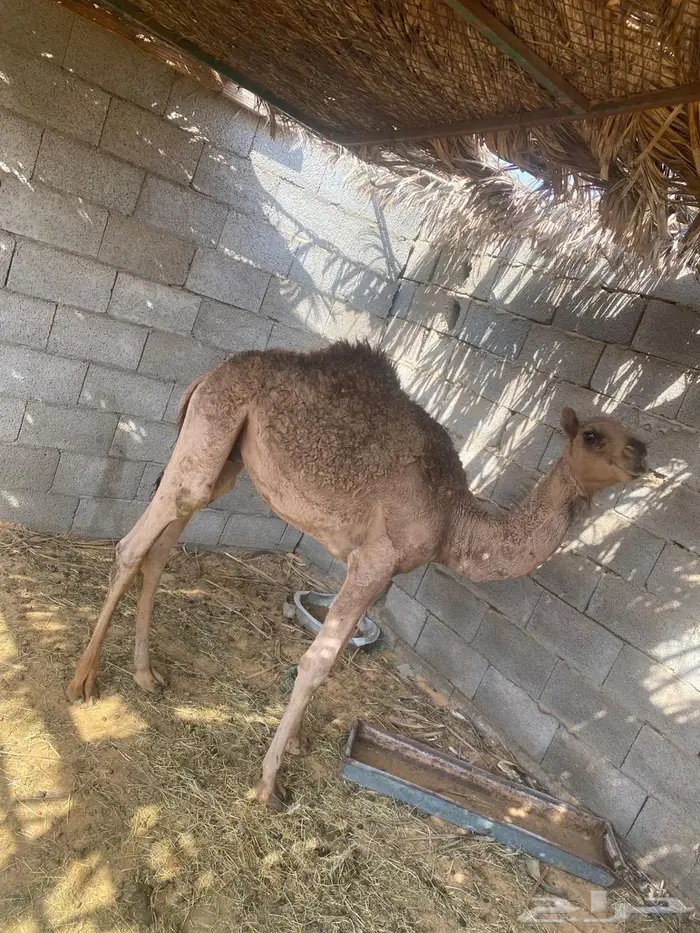 قعود للبيع 3