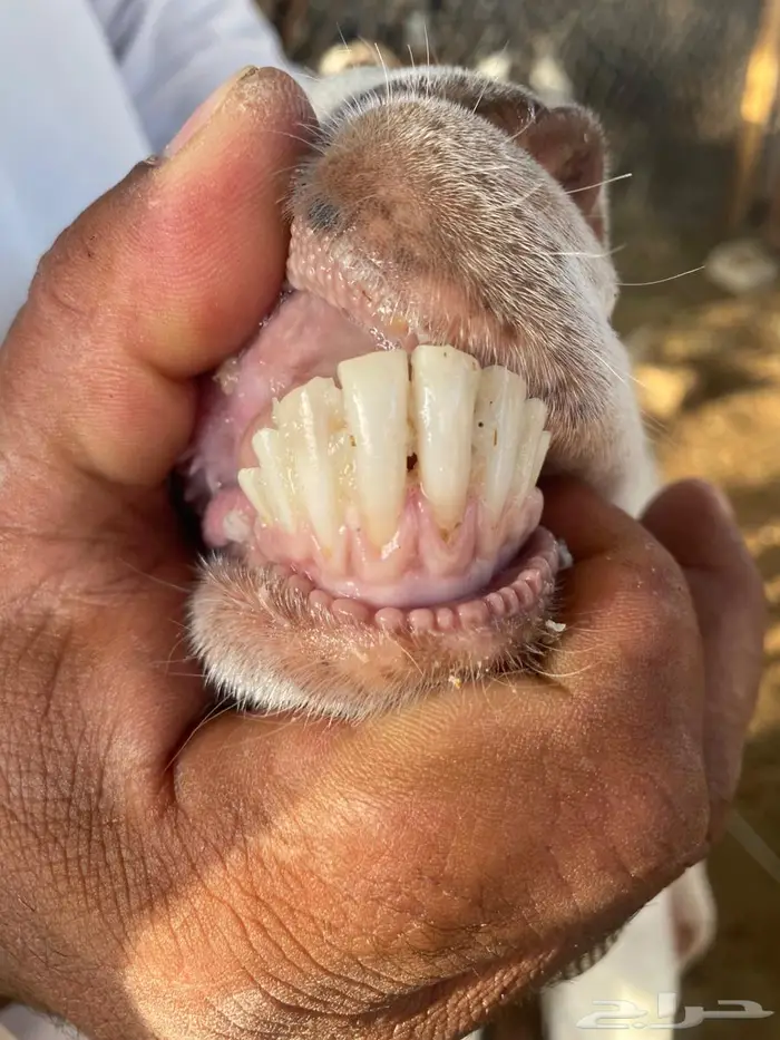 عنز هولنديه 5