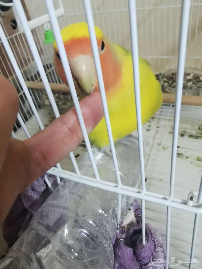 طيور روز للبيع 0