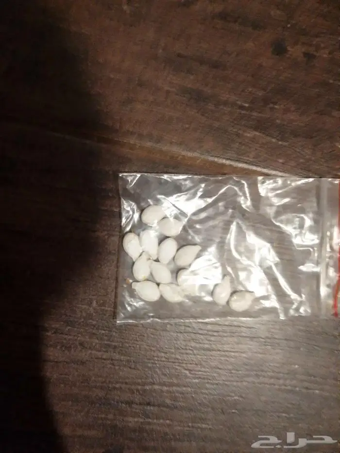 بذور قرع عسلي 1