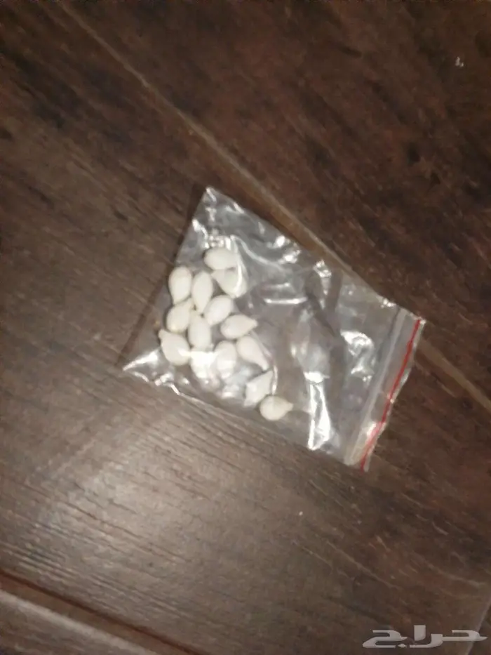 بذور قرع عسلي 2