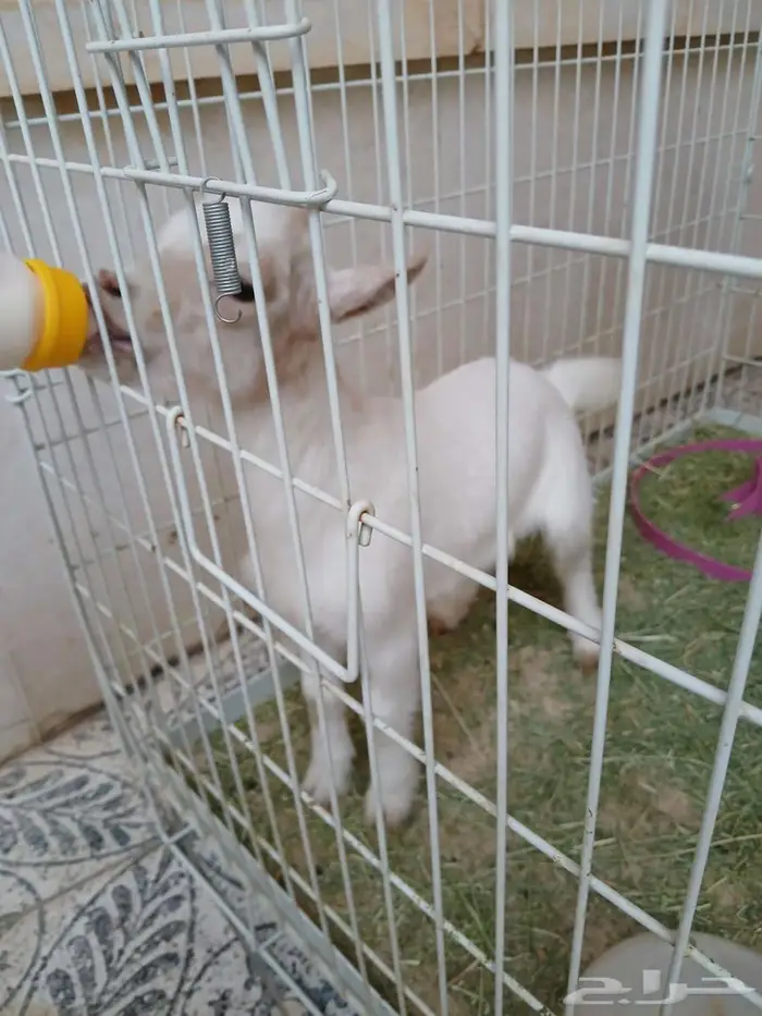 تيس قزم لعوب ب ب 1