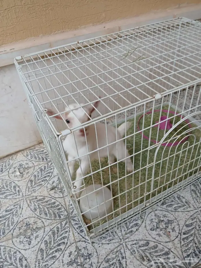 تيس قزم لعوب ب ب 3