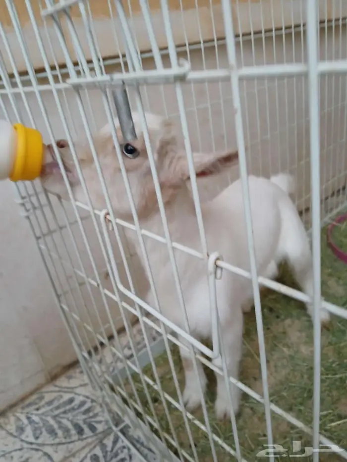 تيس قزم لعوب ب ب 11