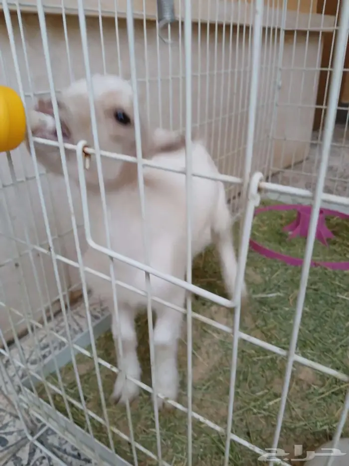 تيس قزم لعوب ب ب 13