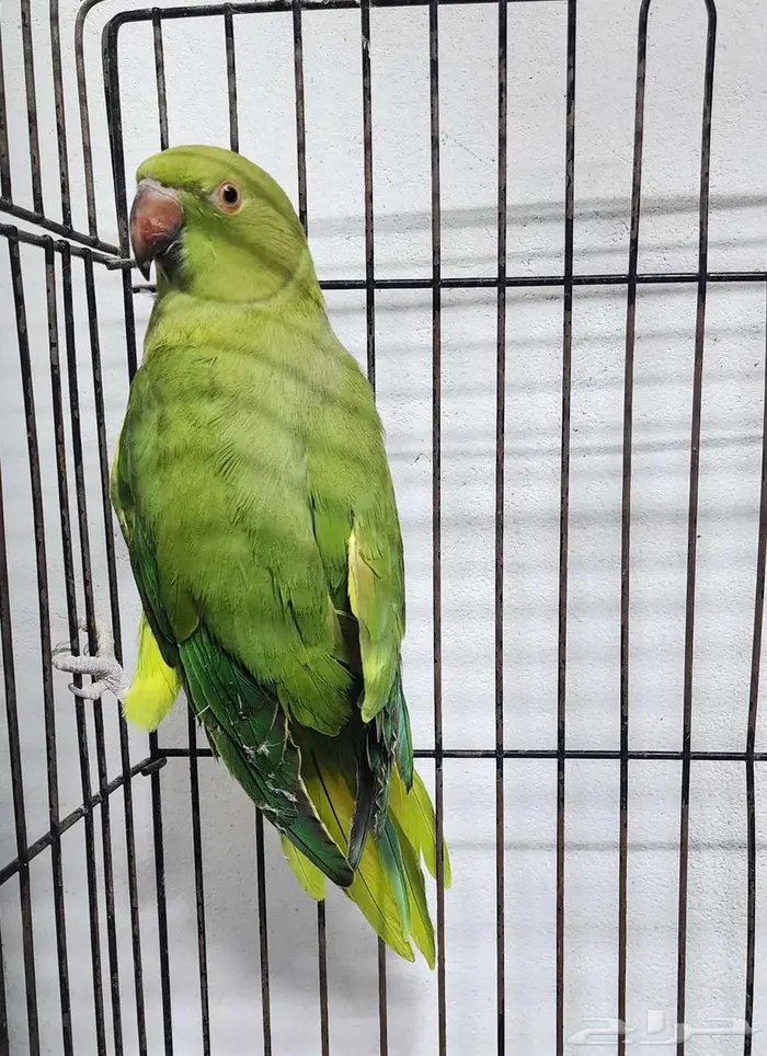 بغبغاء الدره 1