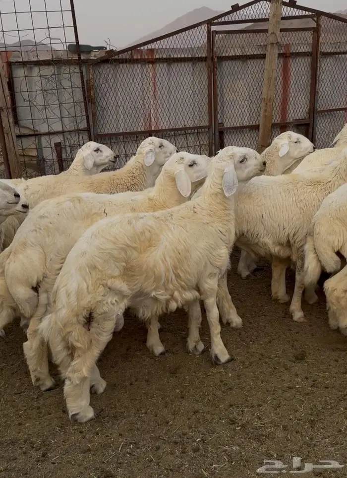 ذبايح طليان حري سواكن مع الذبح والتوصيل 9