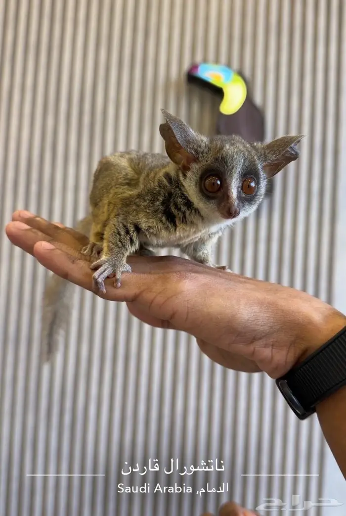 تم البيع Sold out 0