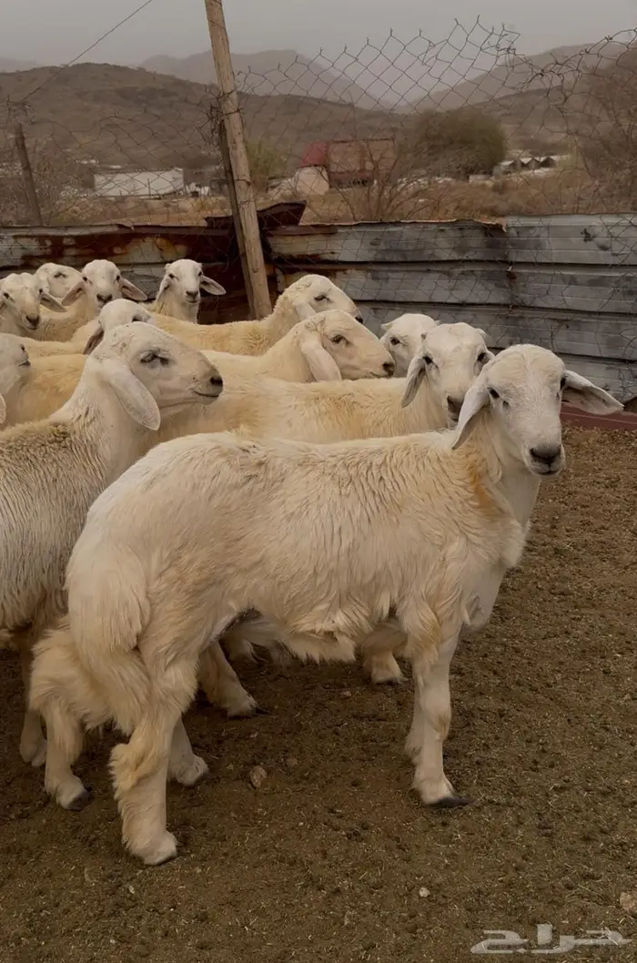 ذبايح طليان حري سواكن مع الذبح والتوصيل 15