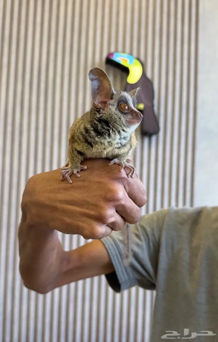 تم البيع Sold out 1