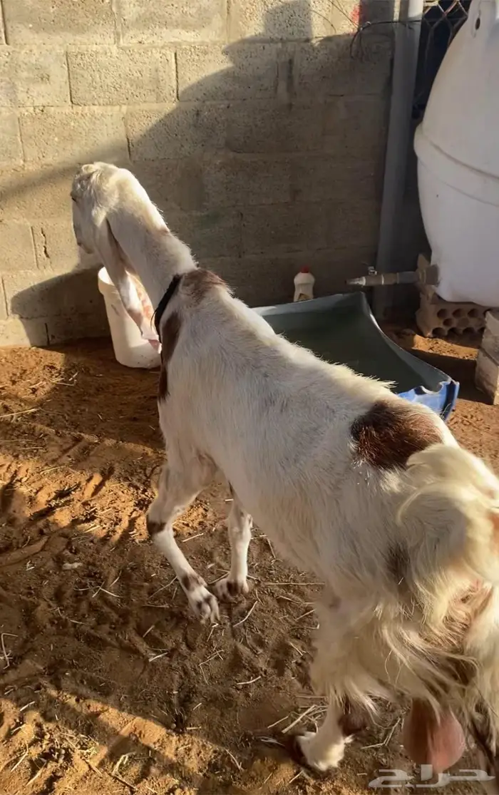 عنز هولنديه 2