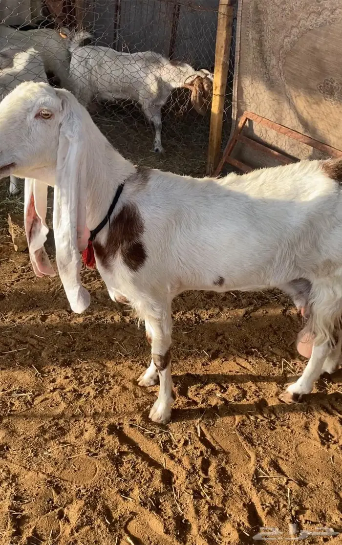 عنز هولنديه 0