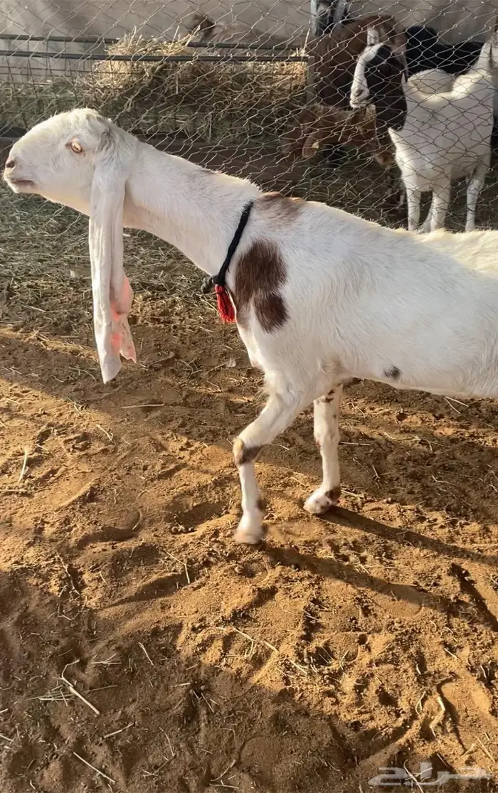 عنز هولنديه 4
