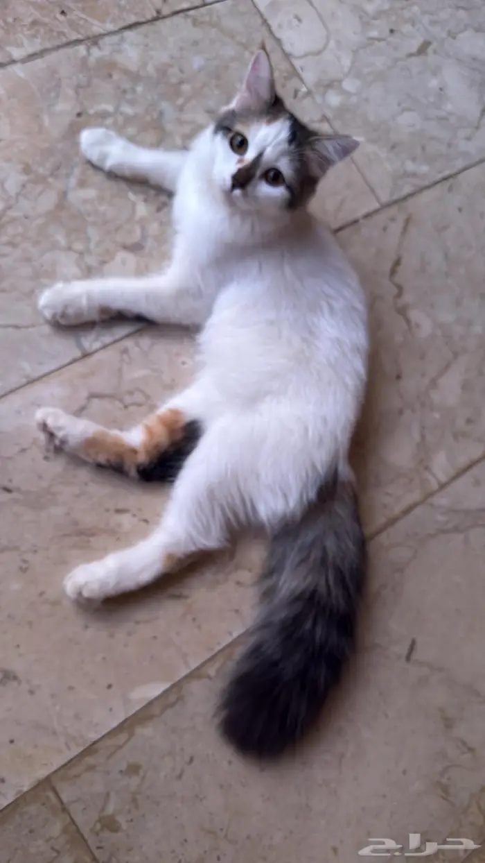 قطط للتبني اهم شي مخافة الله فيهم. اعمارهم 6شهور تقريبا. 6