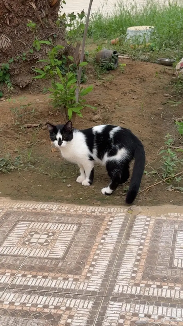 قطط للتبني اهم شي مخافة الله فيهم. اعمارهم 6شهور تقريبا. 5