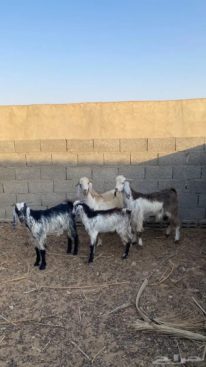 تيوس للبيع 0