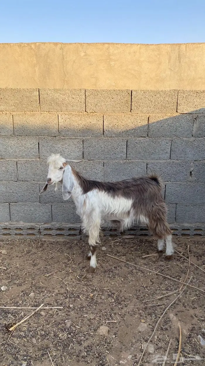 تيوس للبيع 2