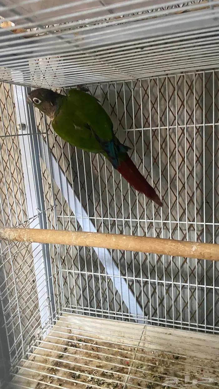 ذكر كنيور قرين شيك منتج(( تم البيع 1