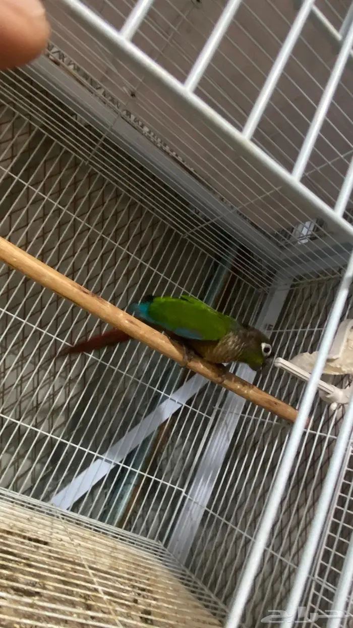 ذكر كنيور قرين شيك منتج(( تم البيع 2