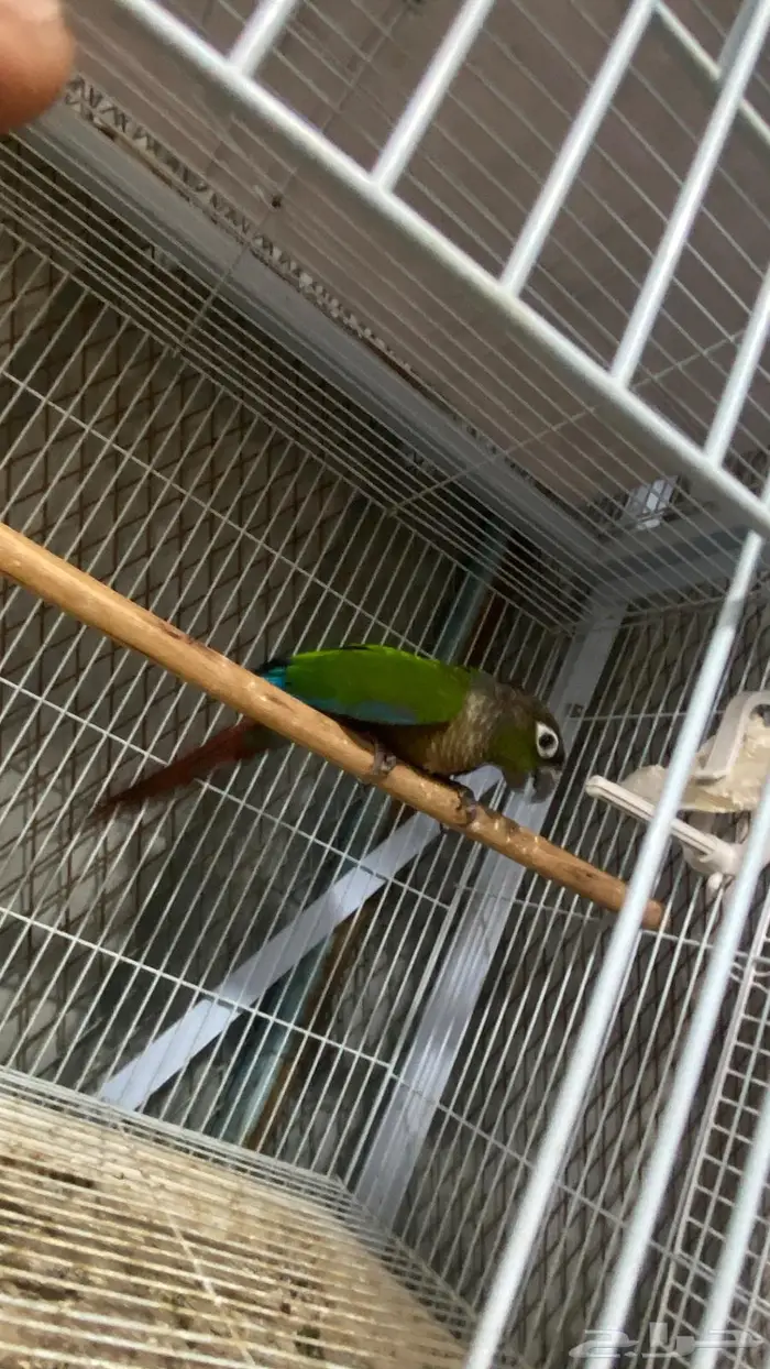 ذكر كنيور قرين شيك منتج(( تم البيع 4