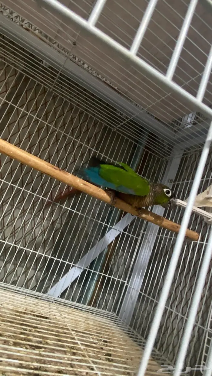 ذكر كنيور قرين شيك منتج(( تم البيع 5